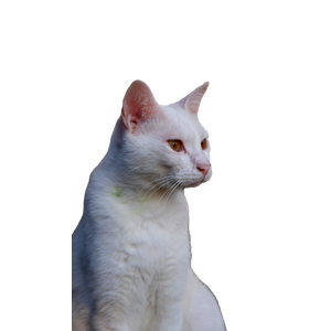 Close Up Portrait Of A White Cat With Golden Eyes Against A Textured Wall Background. 13135 - Cat PNG image with transparent background